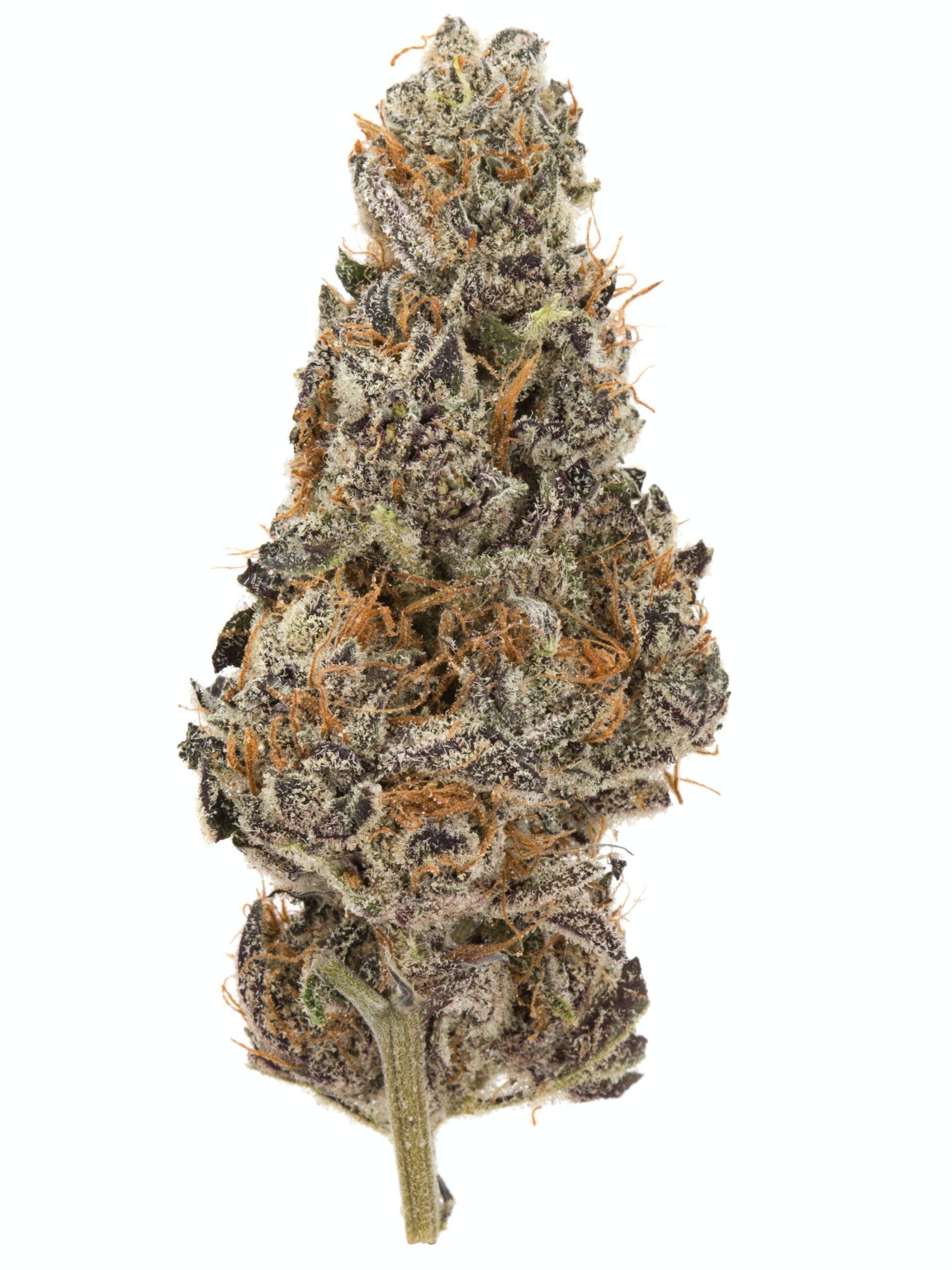 black_dog_og - DA GREEN CORNER LOS ANGELES WEED DELIVERY DISPENSARY KOREA TOWN MID CITY DOWNTOWN Black D.O.G. OG is a heavy-hitting indica-dominant hybrid, known for its intensely relaxing effects and high THC potency. A cross between Blackberry Kush and Emerald Headband, this strain delivers a potent, full-body high with a burst of cerebral euphoria before melting into deep relaxation.
