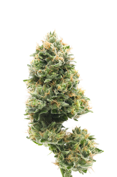 blue-cheese - DA GREEN CORNER LOS ANGELES WEED DELIVERY DISPENSARY KOREA TOWN MID CITY DOWNTOWN Blue Cheese" is a hybrid cannabis strain known for its distinct flavor profile, which combines earthy, musky, and slightly sweet cheese notes with a hint of berry. This strain often has a dense, frosty appearance and is popular for its relaxing and euphoric effects, making it a favorite for both recreational and medicinal users. It’s known to provide a calming body high along with uplifting cerebral effects. It can help with stress, anxiety, pain relief, and insomnia.Blue Cheese" is a hybrid cannabis strain known for its distinct flavor profile, which combines earthy, musky, and slightly sweet cheese notes with a hint of berry. This strain often has a dense, frosty appearance and is popular for its relaxing and euphoric effects, making it a favorite for both recreational and medicinal users. It’s known to provide a calming body high along with uplifting cerebral effects. It can help with stress, anxiety, pain relief, and insomnia.Blue Cheese" is a hybrid cannabis strain known for its distinct flavor profile, which combines earthy, musky, and slightly sweet cheese notes with a hint of berry. This strain often has a dense, frosty appearance and is popular for its relaxing and euphoric effects, making it a favorite for both recreational and medicinal users. It’s known to provide a calming body high along with uplifting cerebral effects. It can help with stress, anxiety, pain relief, and insomnia.Blue Cheese" is a hybrid cannabis strain known for its distinct flavor profile, which combines earthy, musky, and slightly sweet cheese notes with a hint of berry. This strain often has a dense, frosty appearance and is popular for its relaxing and euphoric effects, making it a favorite for both recreational and medicinal users. It’s known to provide a calming body high along with uplifting cerebral effects. It can help with stress, anxiety, pain relief, and insomnia.Blue Cheese" is a hybrid cannabis strain known for its distinct flavor profile, which combines earthy, musky, and slightly sweet cheese notes with a hint of berry. This strain often has a dense, frosty appearance and is popular for its relaxing and euphoric effects, making it a favorite for both recreational and medicinal users. It’s known to provide a calming body high along with uplifting cerebral effects. It can help with stress, anxiety, pain relief, and insomnia.Blue Cheese" is a hybrid cannabis strain known for its distinct flavor profile, which combines earthy, musky, and slightly sweet cheese notes with a hint of berry. This strain often has a dense, frosty appearance and is popular for its relaxing and euphoric effects, making it a favorite for both recreational and medicinal users. It’s known to provide a calming body high along with uplifting cerebral effects. It can help with stress, anxiety, pain relief, and insomnia.Blue Cheese" is a hybrid cannabis strain known for its distinct flavor profile, which combines earthy, musky, and slightly sweet cheese notes with a hint of berry. This strain often has a dense, frosty appearance and is popular for its relaxing and euphoric effects, making it a favorite for both recreational and medicinal users. It’s known to provide a calming body high along with uplifting cerebral effects. It can help with stress, anxiety, pain relief, and insomnia.