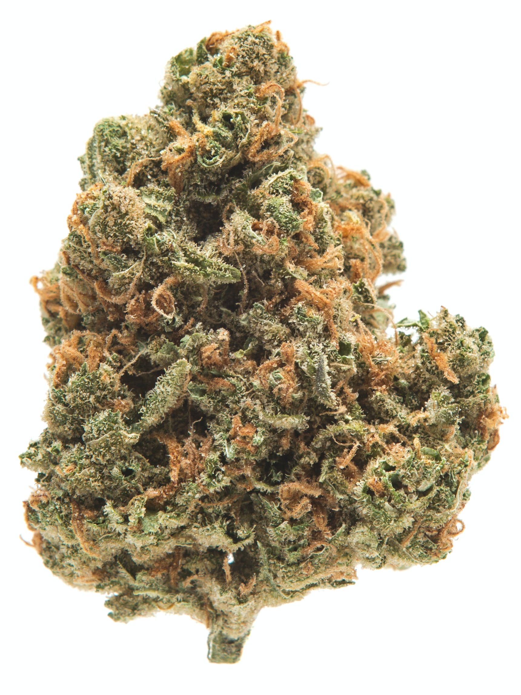 brain-freeze (2) - DA GREEN CORNER LOS ANGELES WEED DELIVERY DISPENSARY KOREA TOWN MID CITY DOWNTOWN Brace yourself for the cool rush of Brainfreeze (BR), an exhilarating Sativa dominant hybrid strain that combines the best of both worlds. Known for its balanced effects, this strain delivers an instant cerebral uplift, followed by a soothing body relaxation that’s perfect for unwinding after a long day or enhancing creative moments. With a high THC content and a refreshing, frosty vibe, Brainfreeze is your go-to for a highly enjoyable and potent experience.