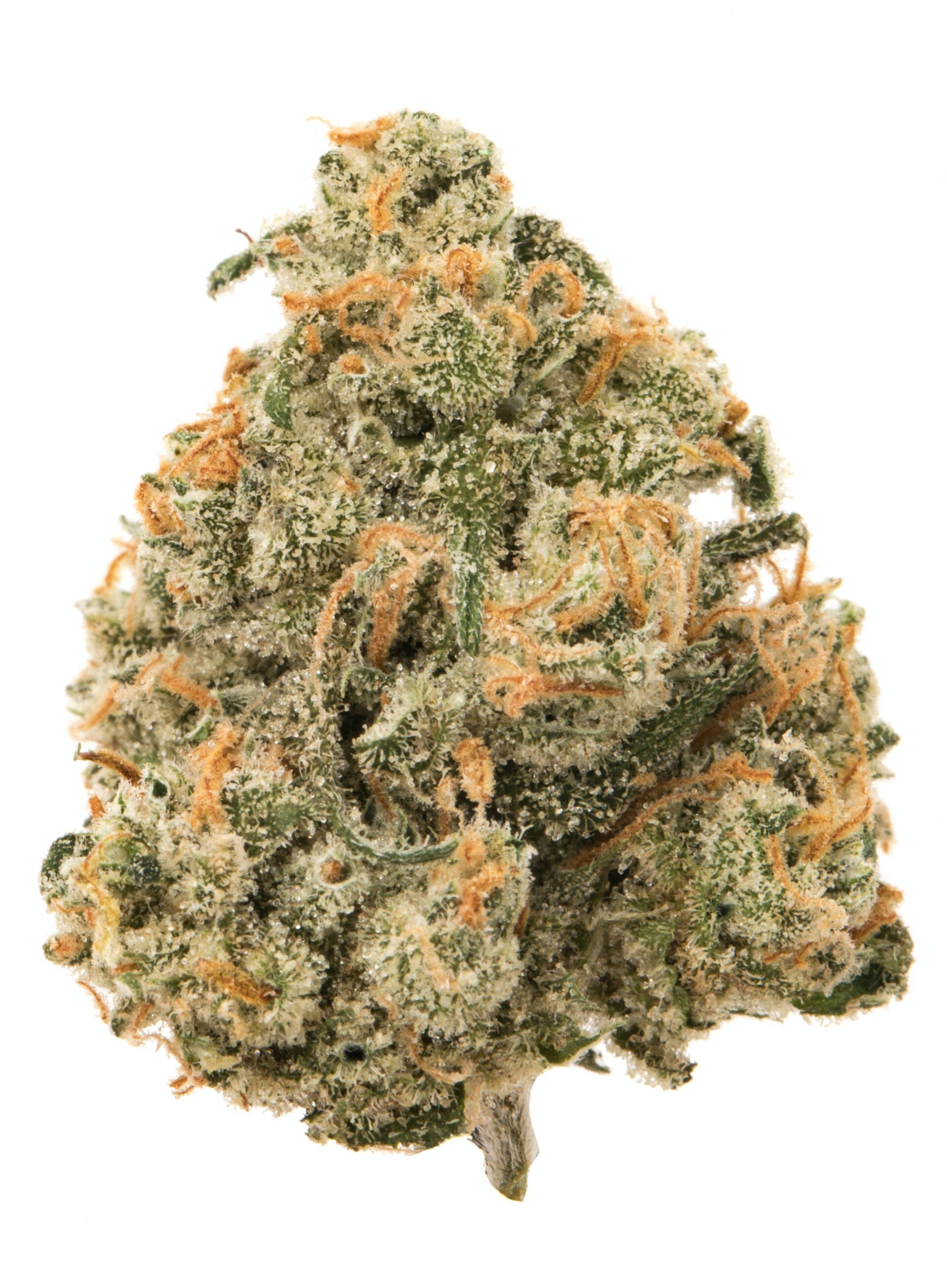 jack-herrer - DA GREEN CORNER LOS ANGELES WEED DELIVERY DISPENSARY KOREA TOWN MID CITY DOWNTOWN Jack Herer (JK) is a legendary and highly popular sativa-dominant hybrid known for its balanced and uplifting effects. Named after the famed cannabis activist and author, this strain combines the best of both worlds: a cerebral, euphoric high from its sativa genetics and a calming body relaxation from its indica lineage.